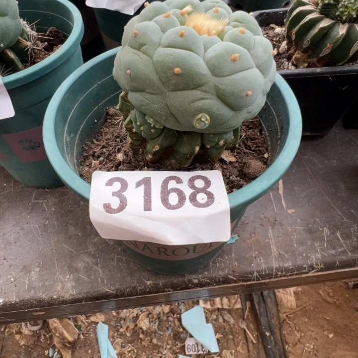 韩***美海鲜仙人球3168号