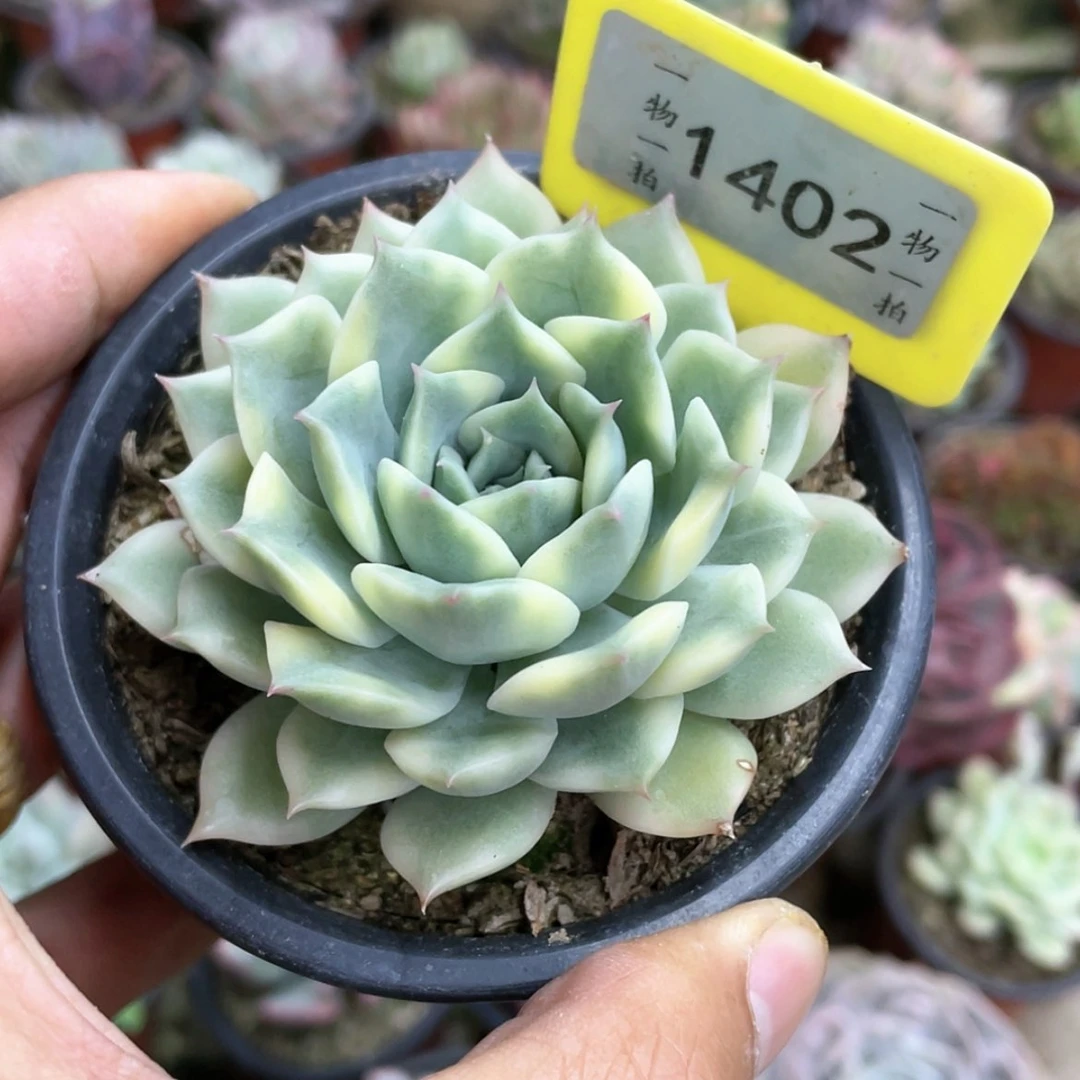 【闪购商品】岁*1402号