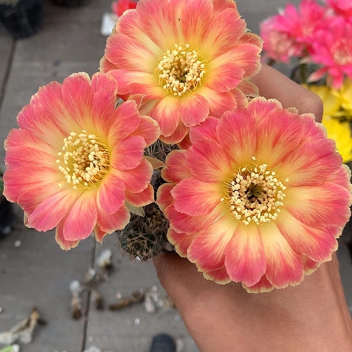 55 侧芽自根丽花6厘米盆