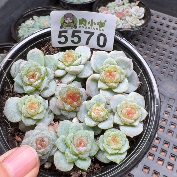 多肉植物多肉植物