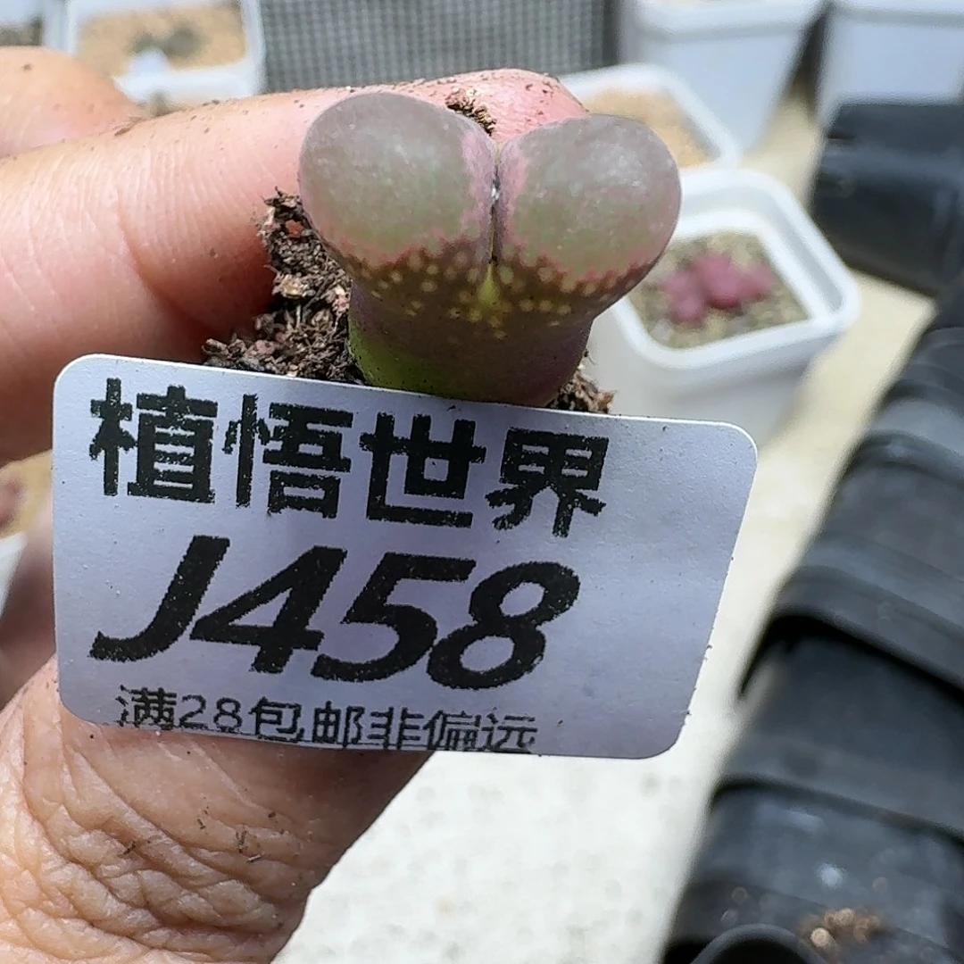 多肉植物的润泽fbb