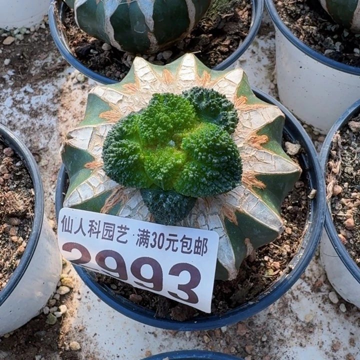 无花朵2993精选细密大尤哥斯拉牡丹西六