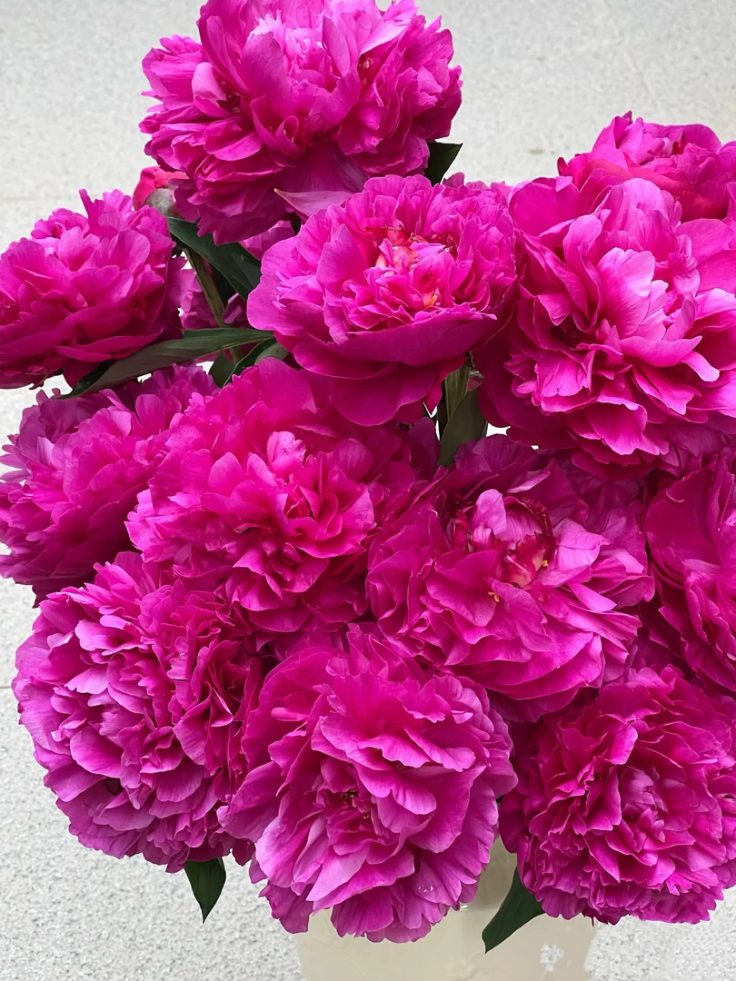 【大富贵】  红色观赏芍药花苗根块重瓣耐寒耐旱盆栽地栽菏泽基地