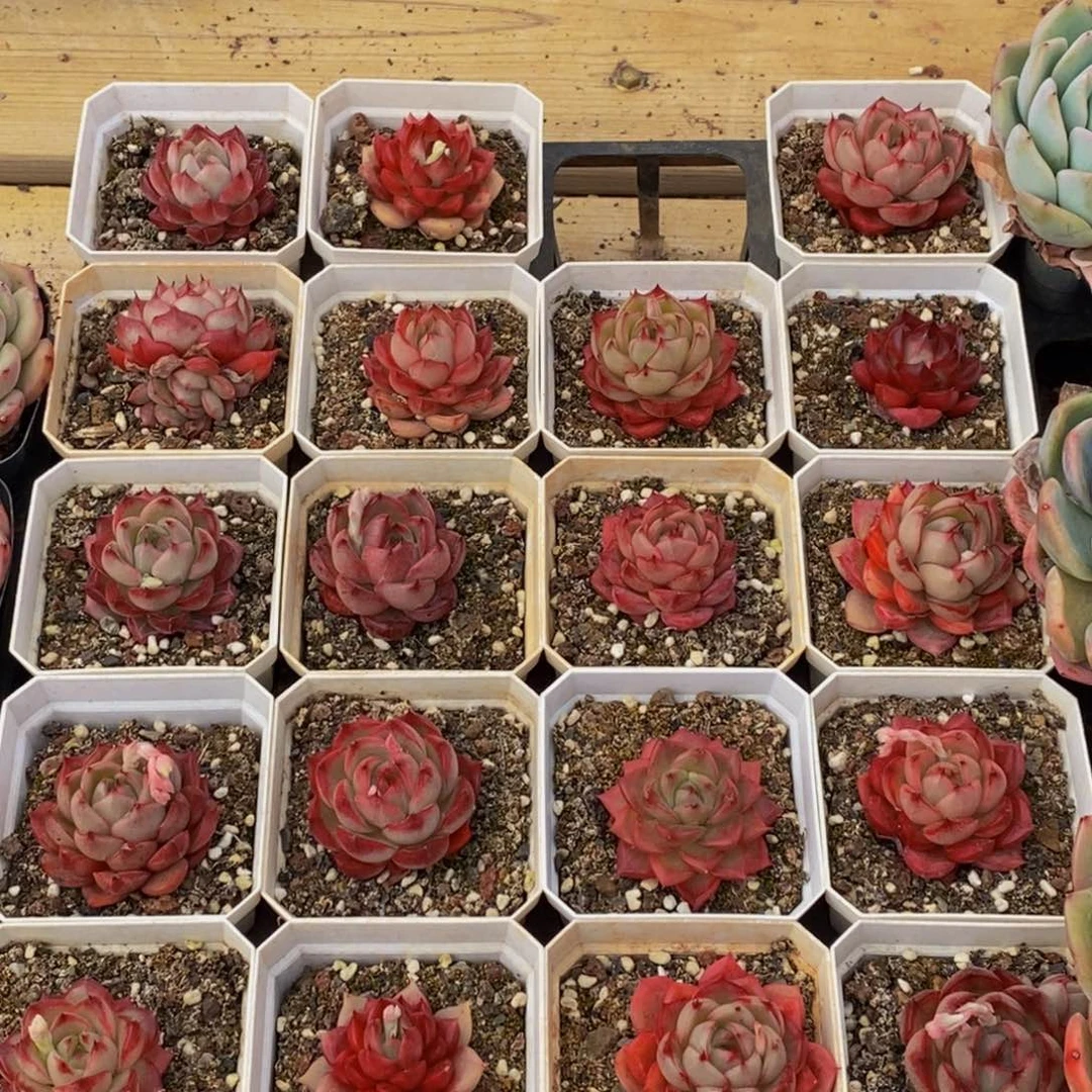 739的人生态度是一种态度