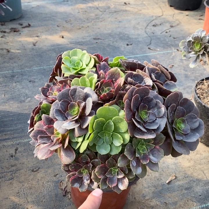 灰姑娘多肉植物29