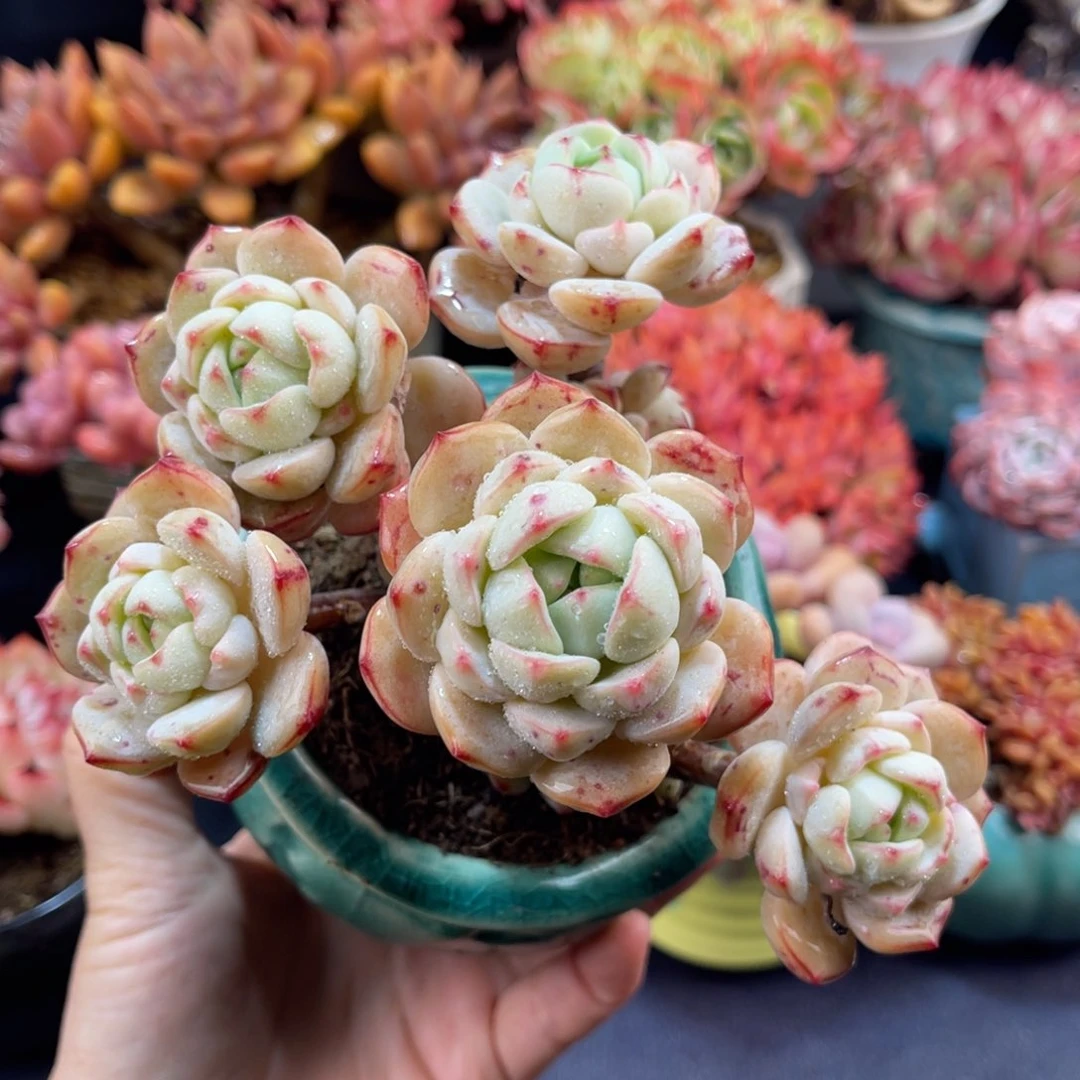 香草 十四公分 带盆