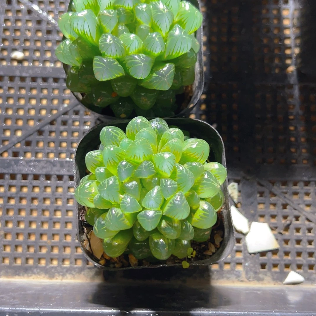 糯肌玉露母本玉露一颗