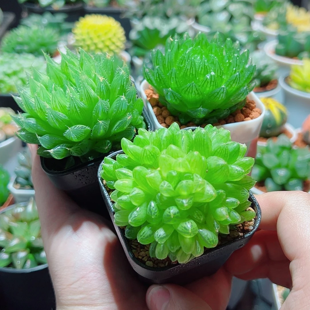 草玉露 樱水晶 琉璃莲