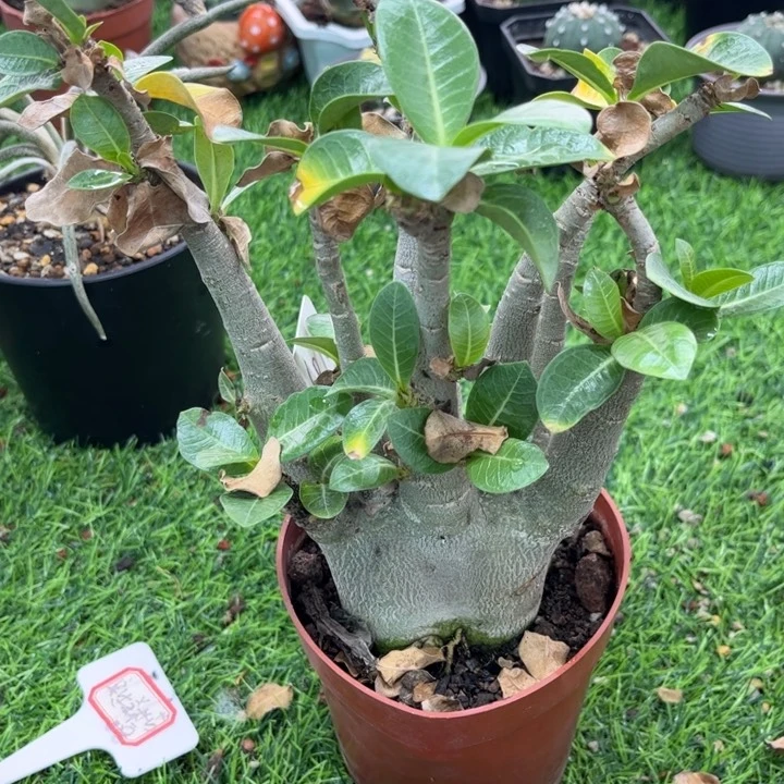 6070哥斯拉沙漠玫瑰