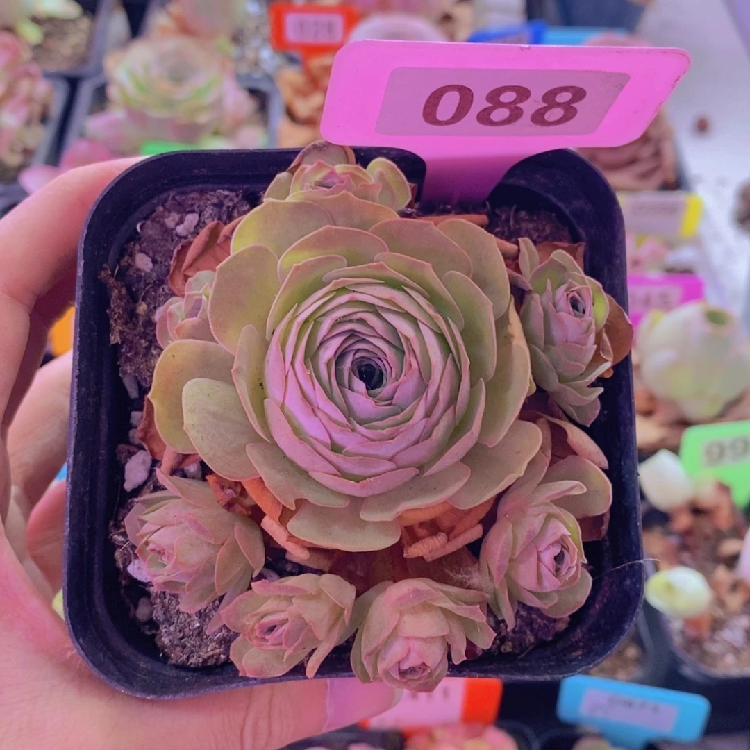 山地玫瑰一物一拍梓戈088