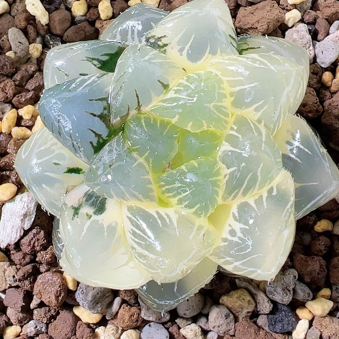 青花实生糊斑玉露锦十二卷