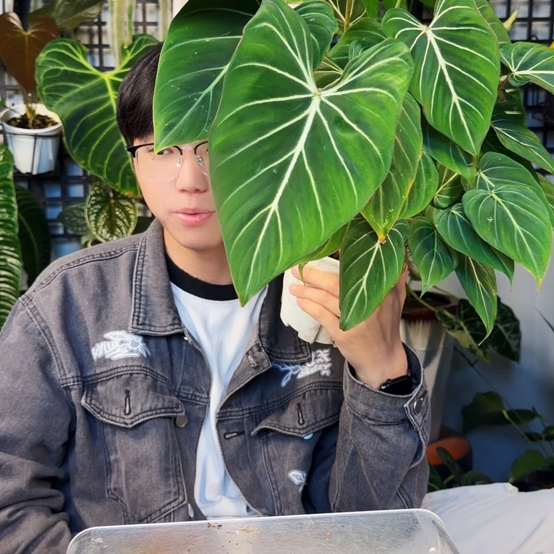 不开花植物F62 明脉蔓绿绒