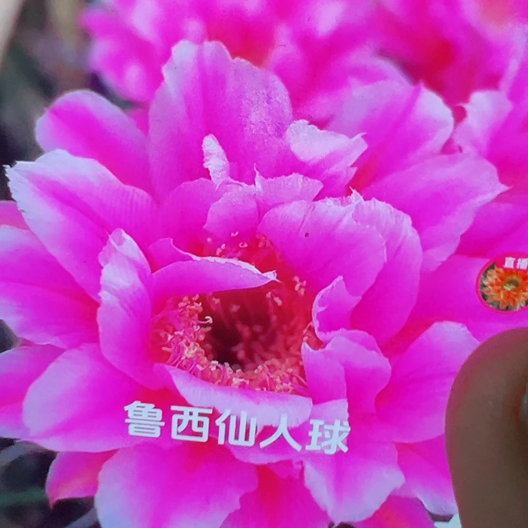 彩草 烟花 侧芽 满 20包邮