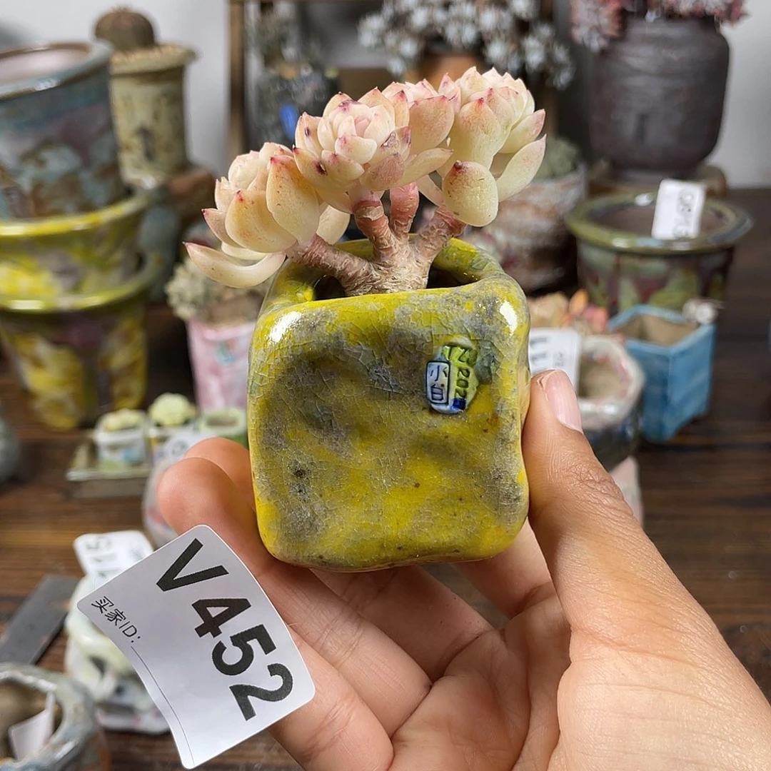 坛子姐花盆 小白孤品 内口3*2.7