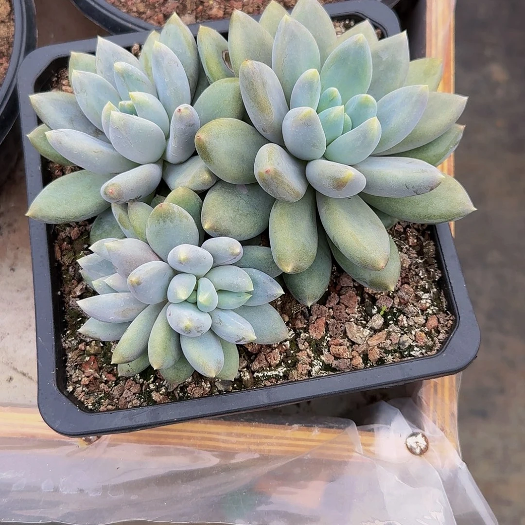 哥特萝莉竞拍价格
