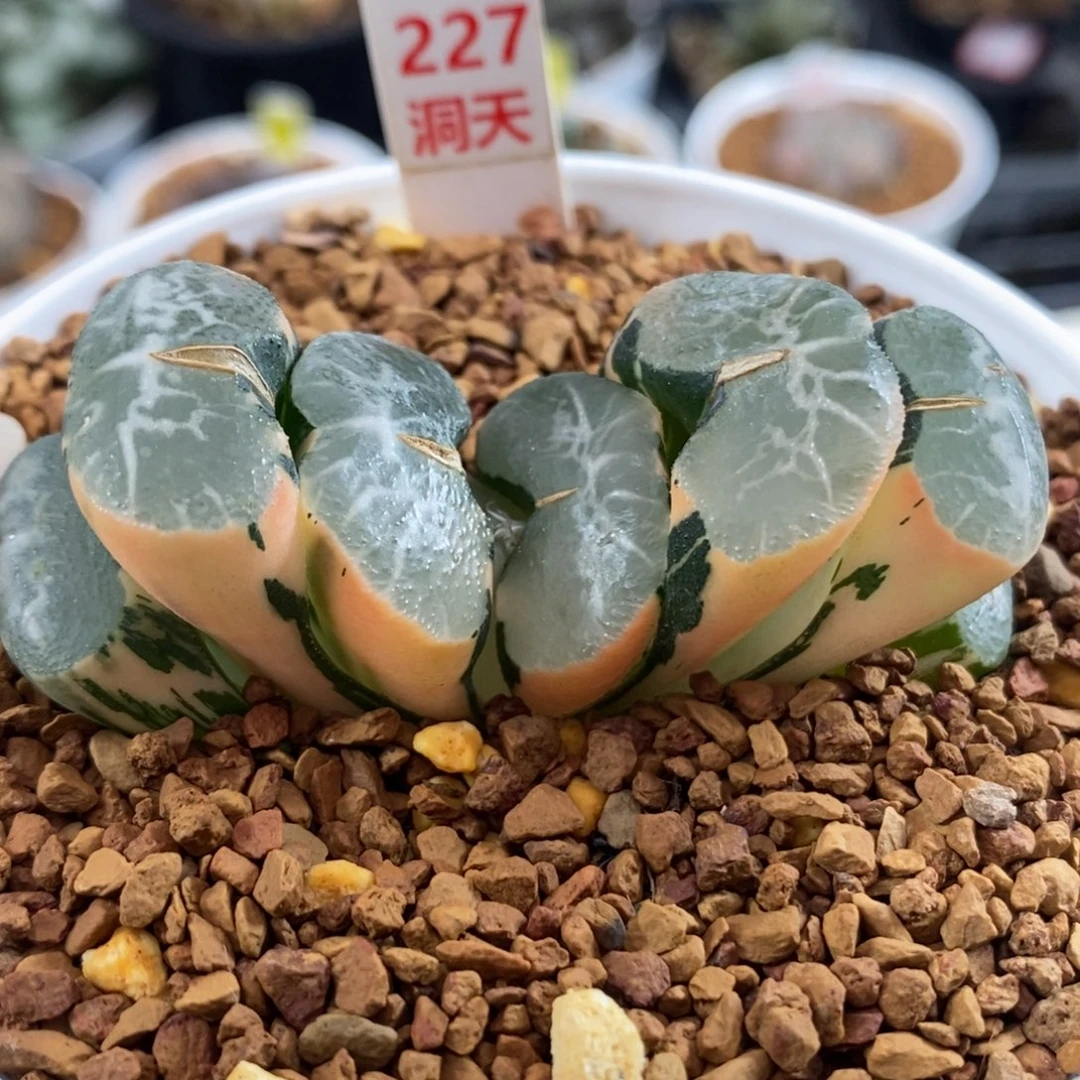 227碧峰玉扇锦一物一拍