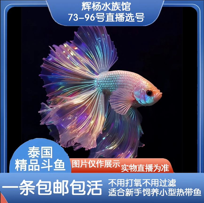 编号73-96选号辉杨水族直播间精选泰国斗鱼小型热带观赏鱼耐养