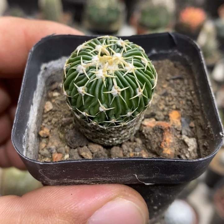 实生太刀岚特价福利