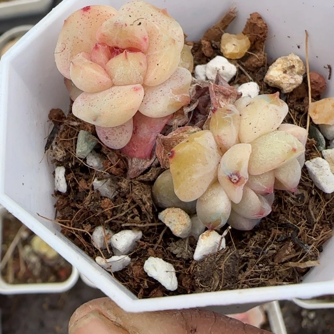 多肉小卡拉米糖心一物一拍