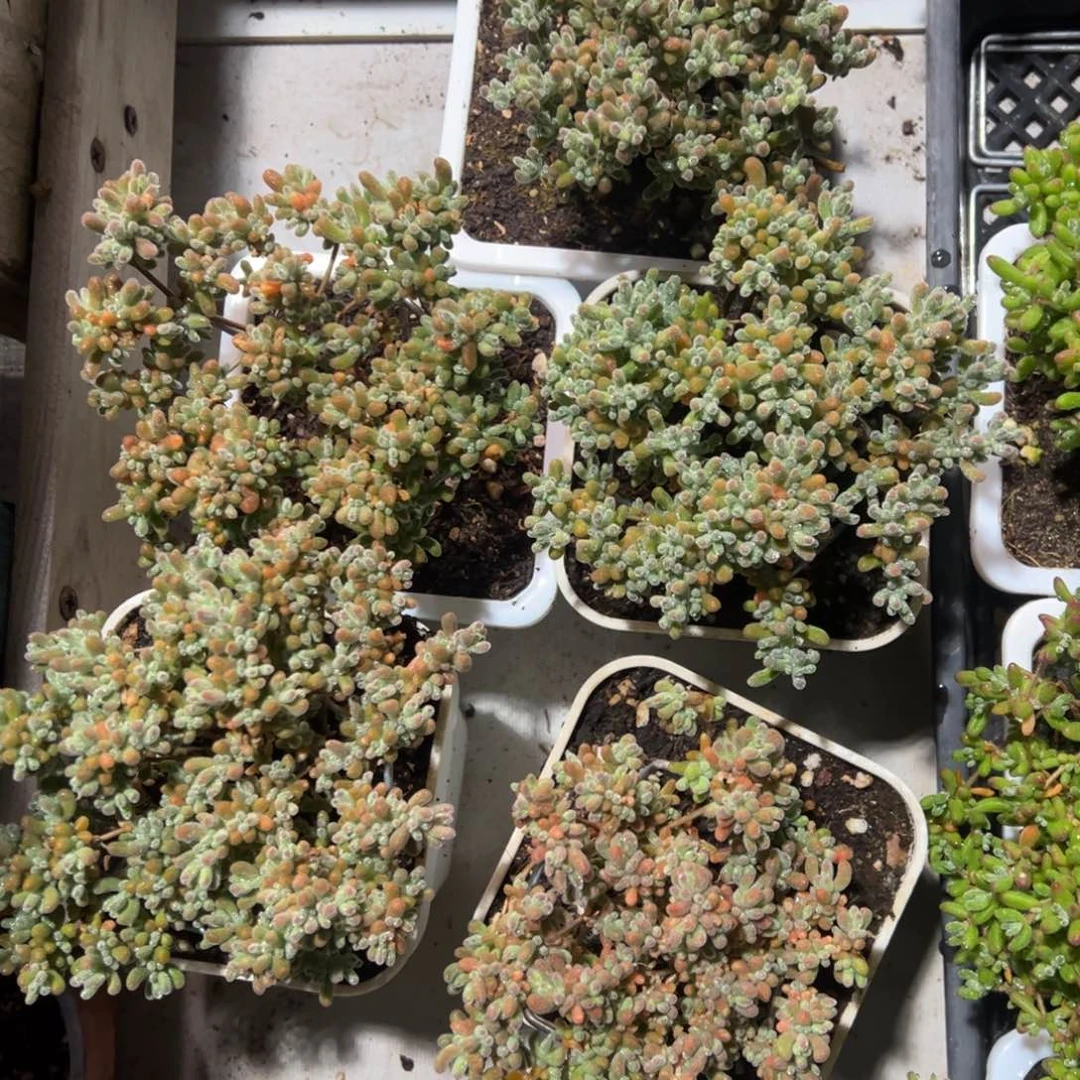 冰晶杂红叶老桩精品10白方