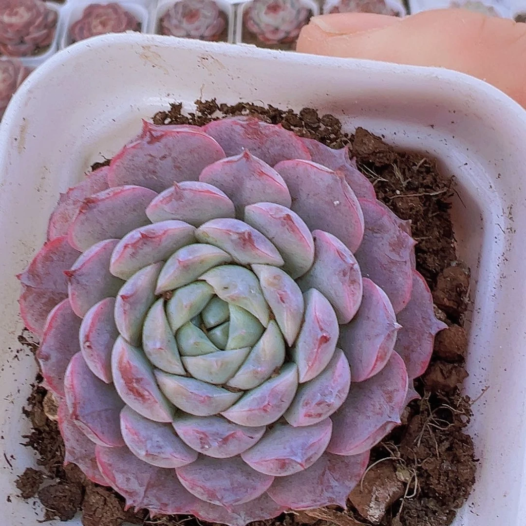 宝塔恩宠19包邮多肉植物