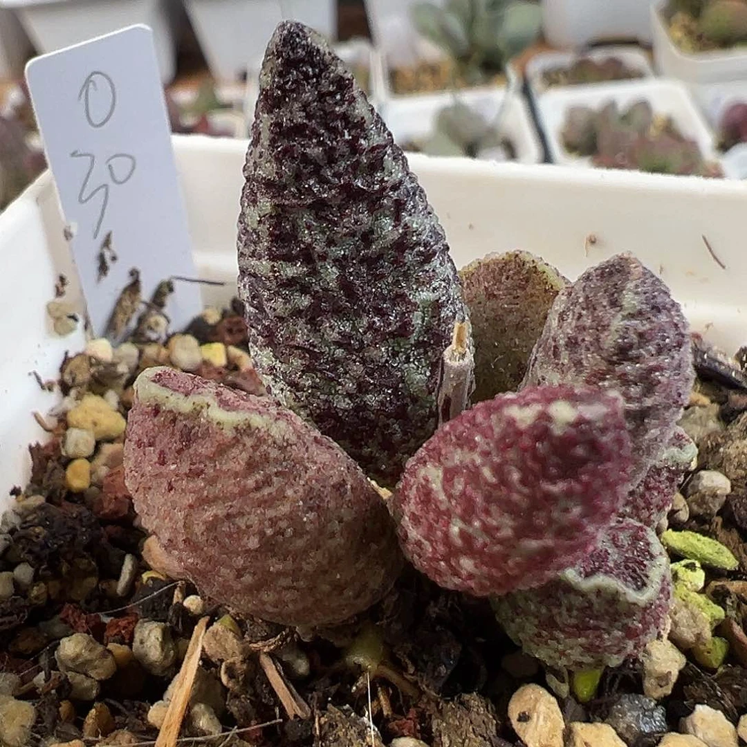 茶 双色斑点款实生新品
