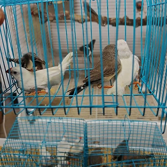 珍珠鸟特价灰珍珠一对加白珍珠一对