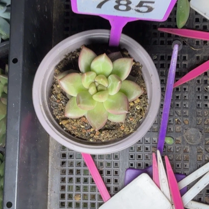 多肉植物迷雾泡泡785