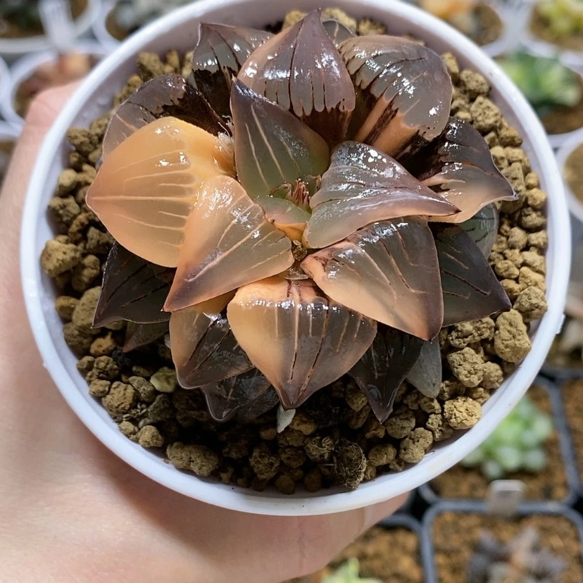 【闪购商品】99红纹寿锦