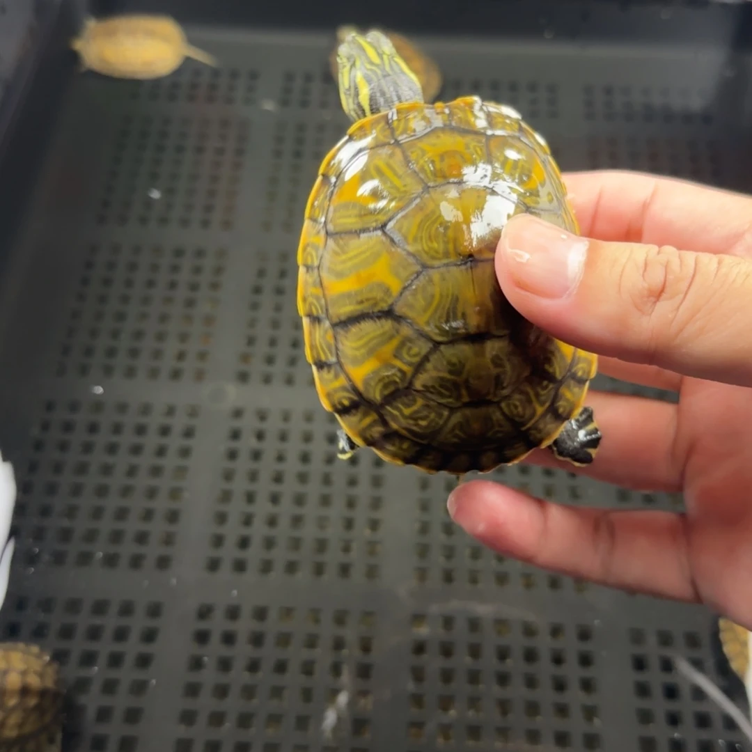 宠物龟不分公母7.1cm火焰