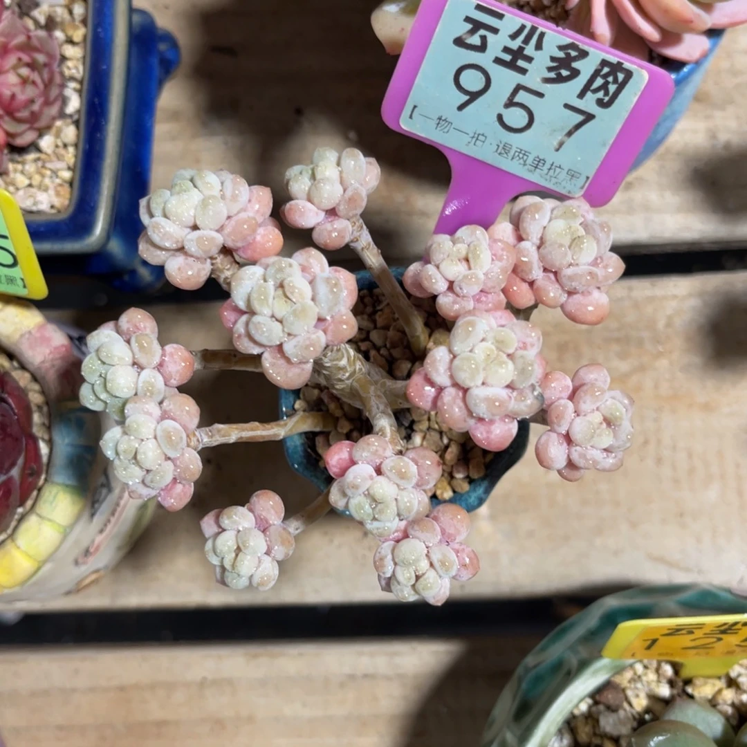 誉***翔云尘多肉一物一拍957