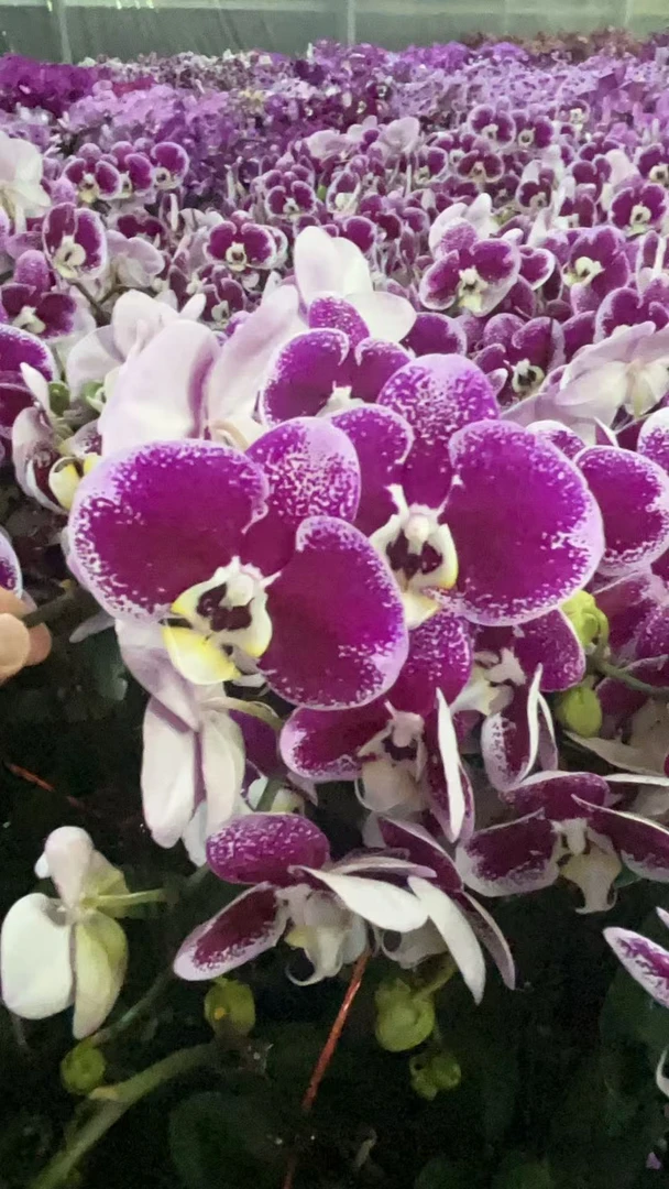 蝴蝶兰【耀眼】暗黑红色稀有色系带花发货 室内花花广州直发