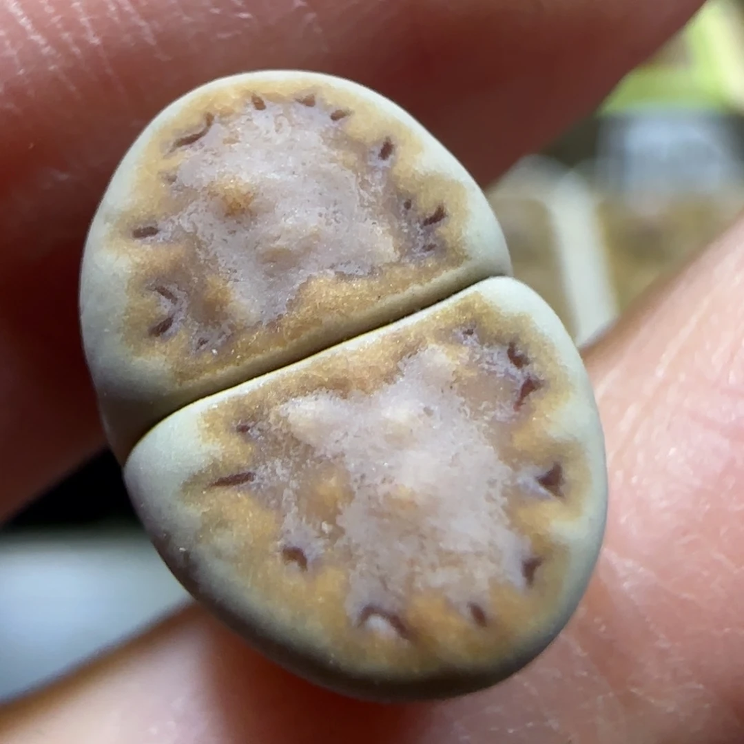 7.31。  216捡漏。   9059