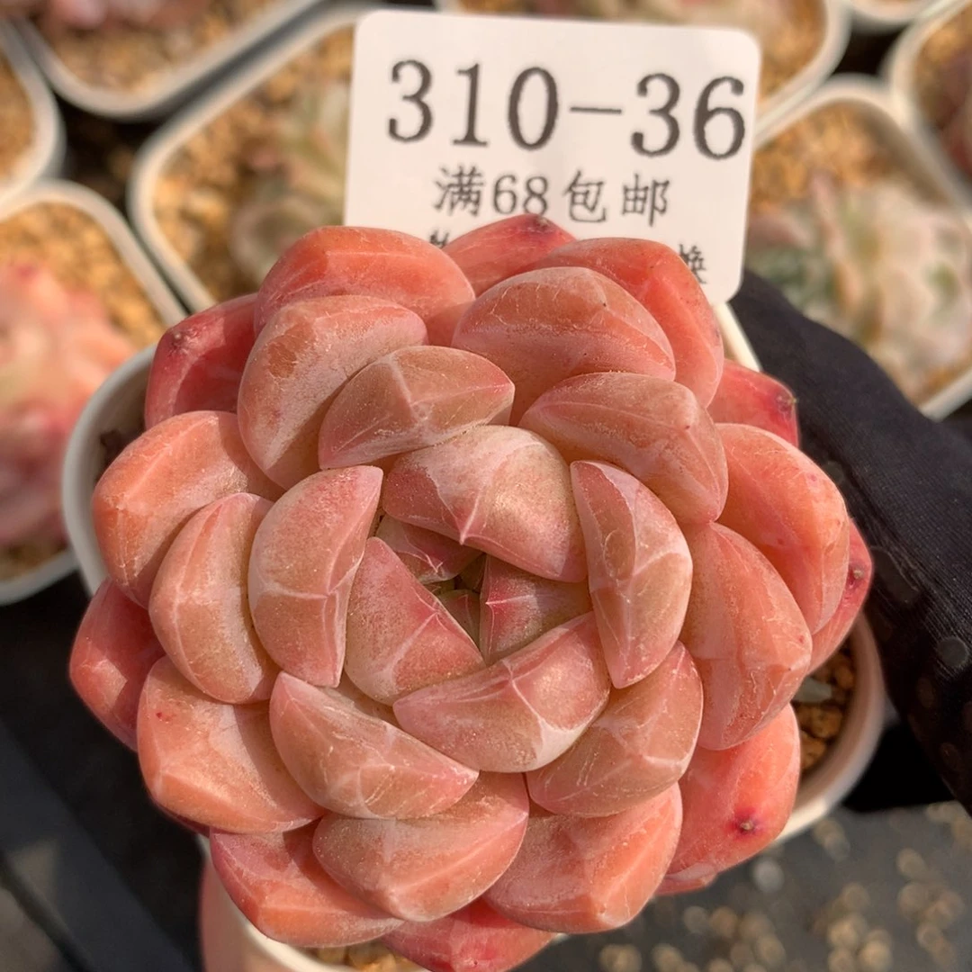 36。熊猫糖心。5cm。