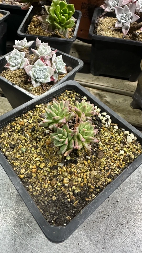 韩货粗腿绿菊仙女杯