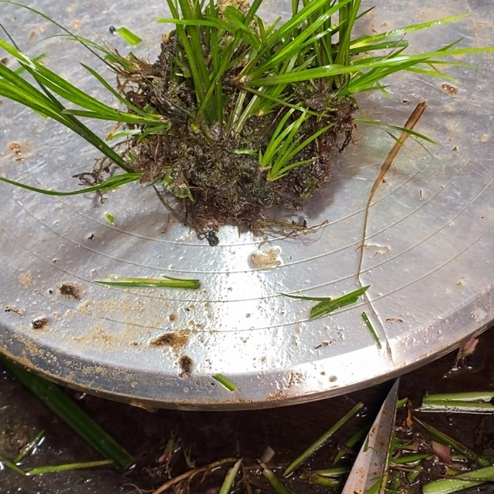 小***宠无花朵石菖蒲在哪都