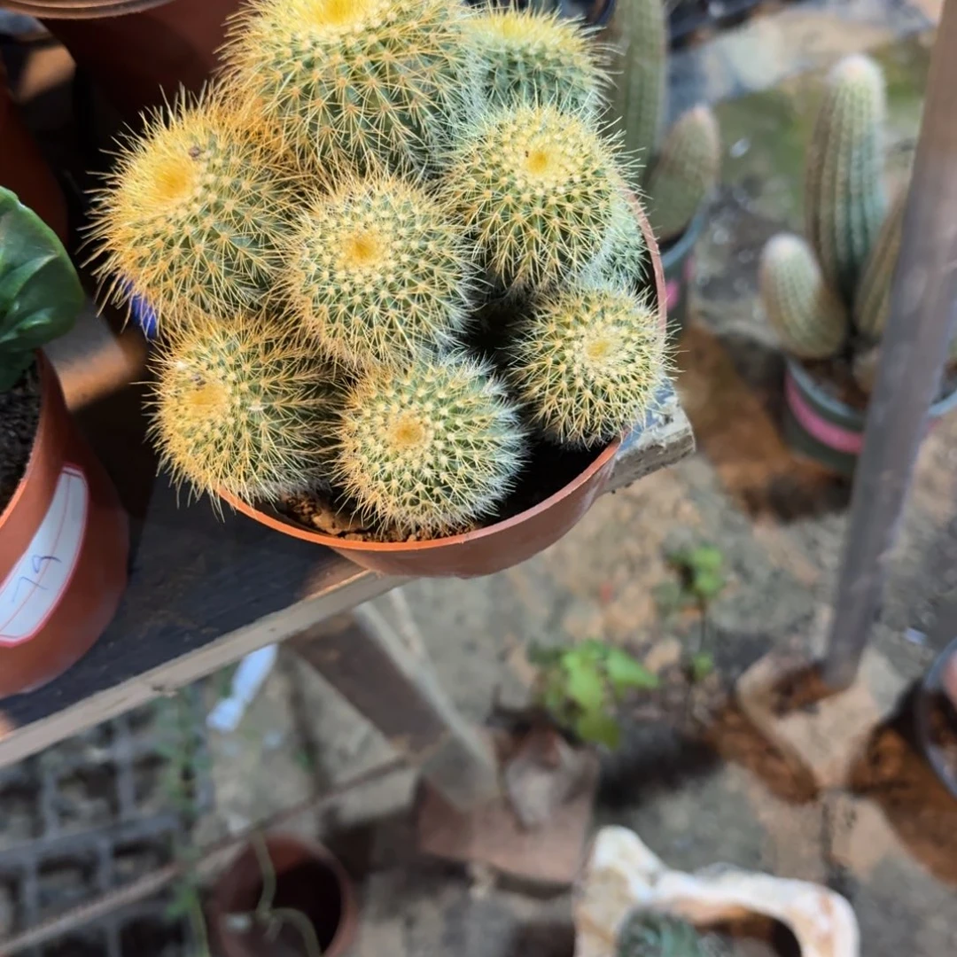 煙***冷可口可乐了可口可乐