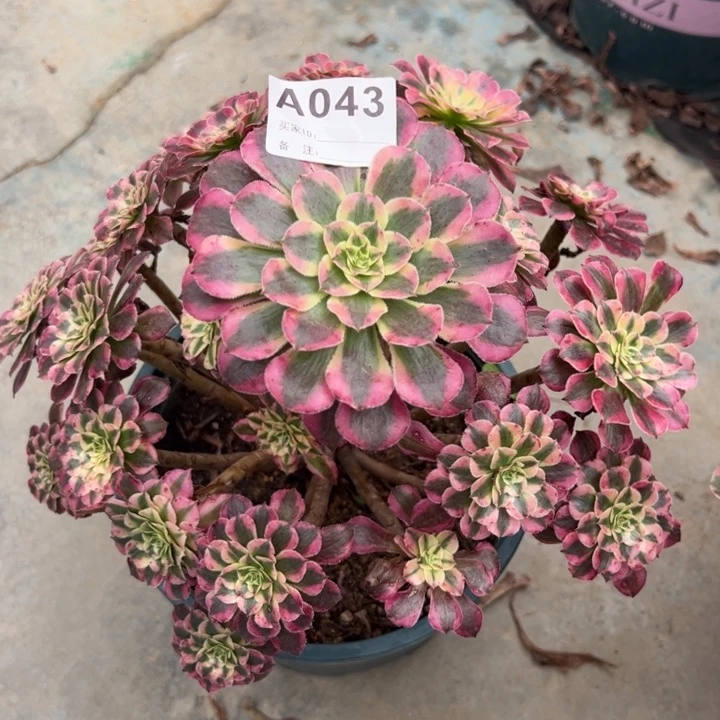 043红铜超白25厘米左右