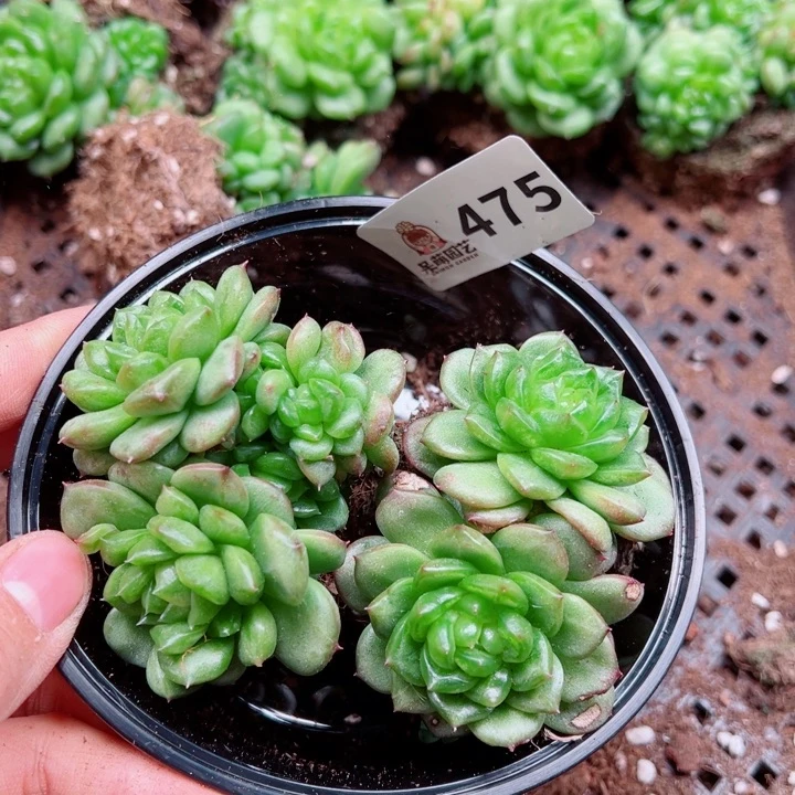 多肉植物多肉植物