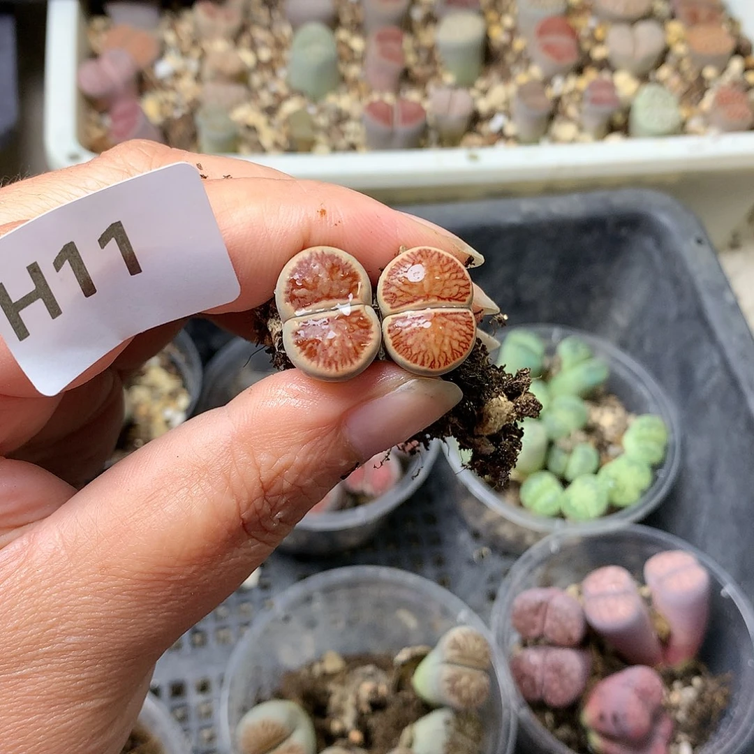 浅***雨H11多肉植物保护