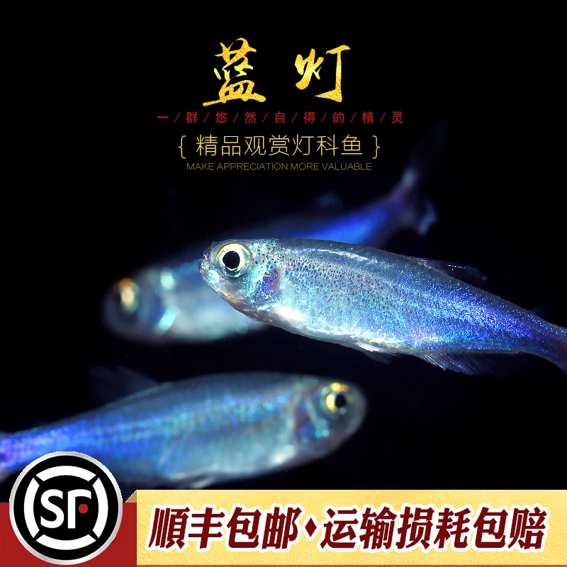 蓝刚果灯鱼小型热带观赏鱼水鱼缸七彩闪光蓝线灯科淡水群游灯科鱼