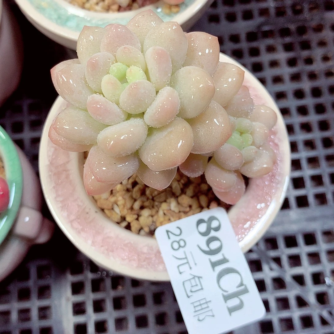 5厘米盆精控多肉891