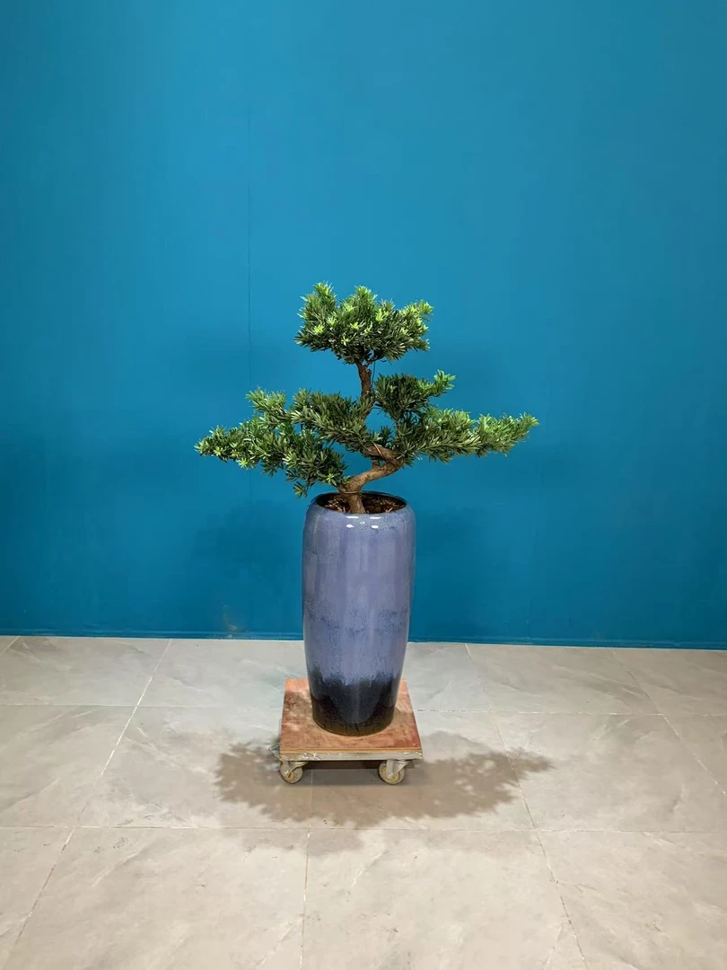 福利款罗汉松造型盆景鲜活绿植室内室外盆栽
