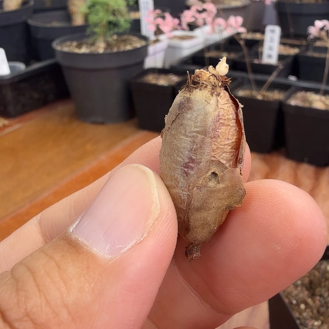 肾叶洋葵开花规格一个