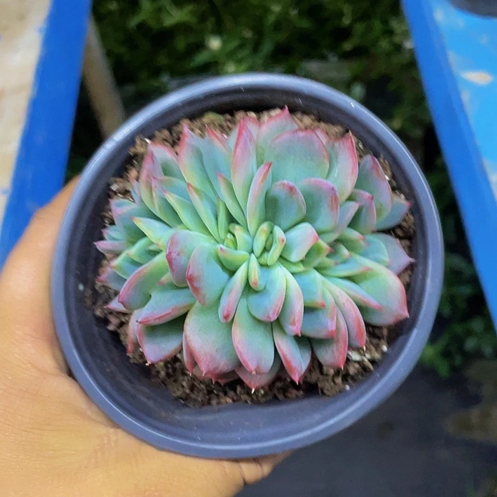 红鸾朵朵缀化一物一拍