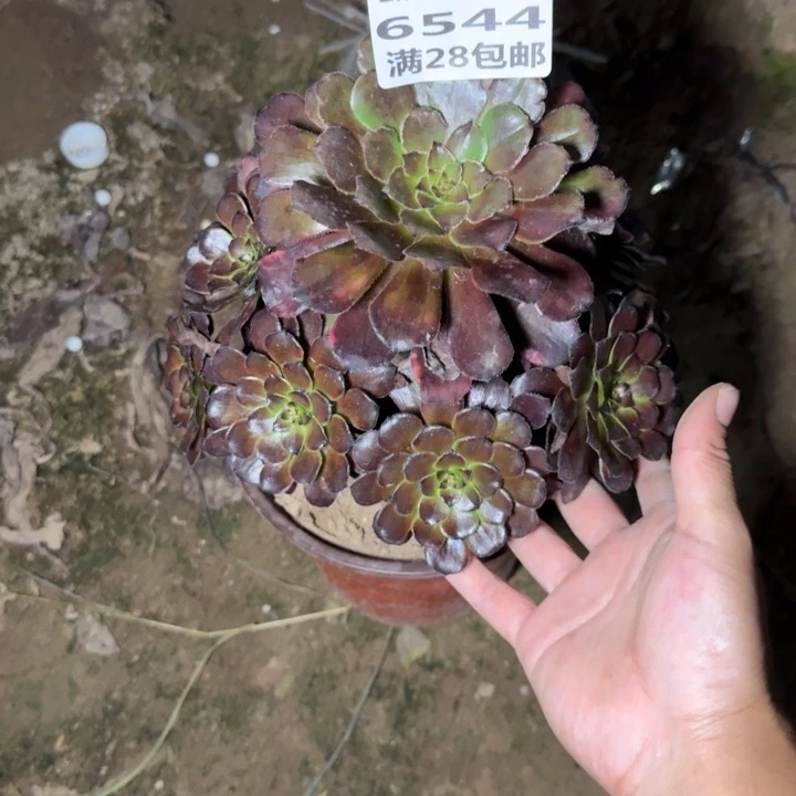 6544火烧云三号棚