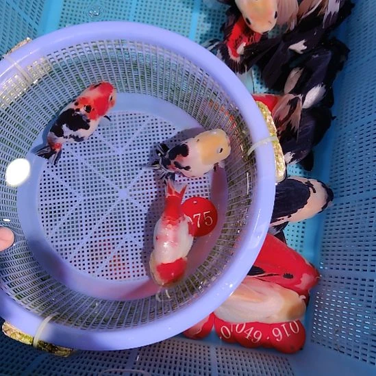 金鱼075兰寿三只特价顺丰包邮