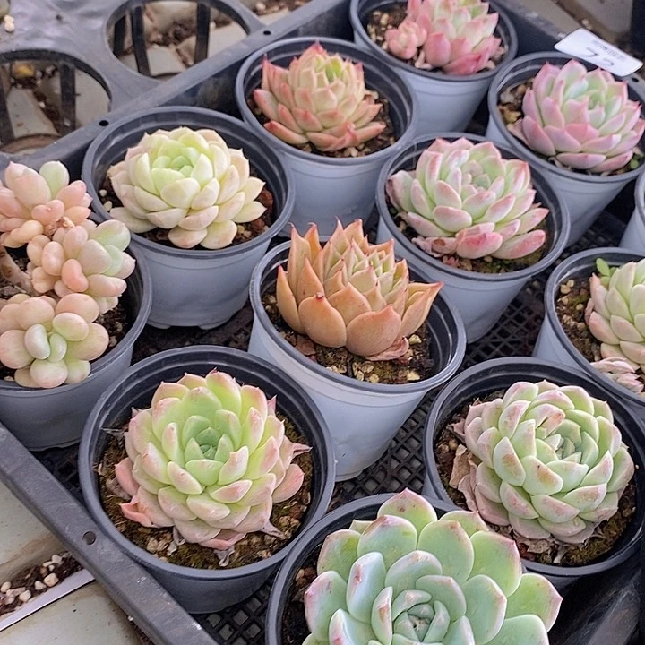 72 多肉植物盆栽花卉植物