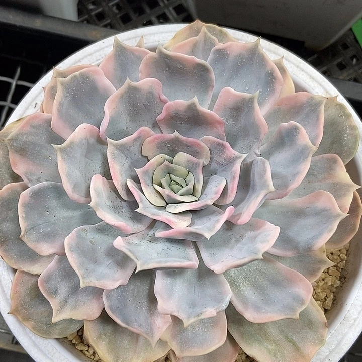 丽娜莲锦大单头的