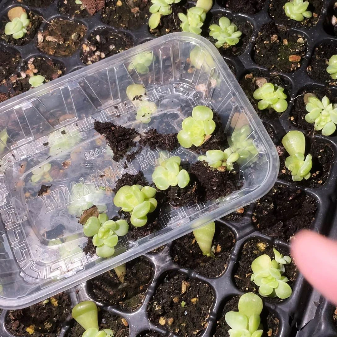 纸鸢中苗中苗穴一个满25包邮